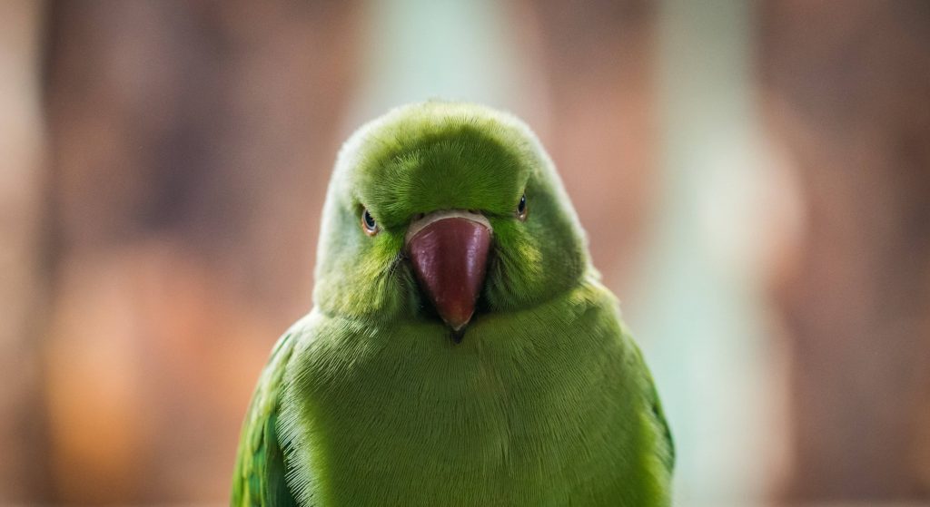 ein übelgelaunter grüner vogel